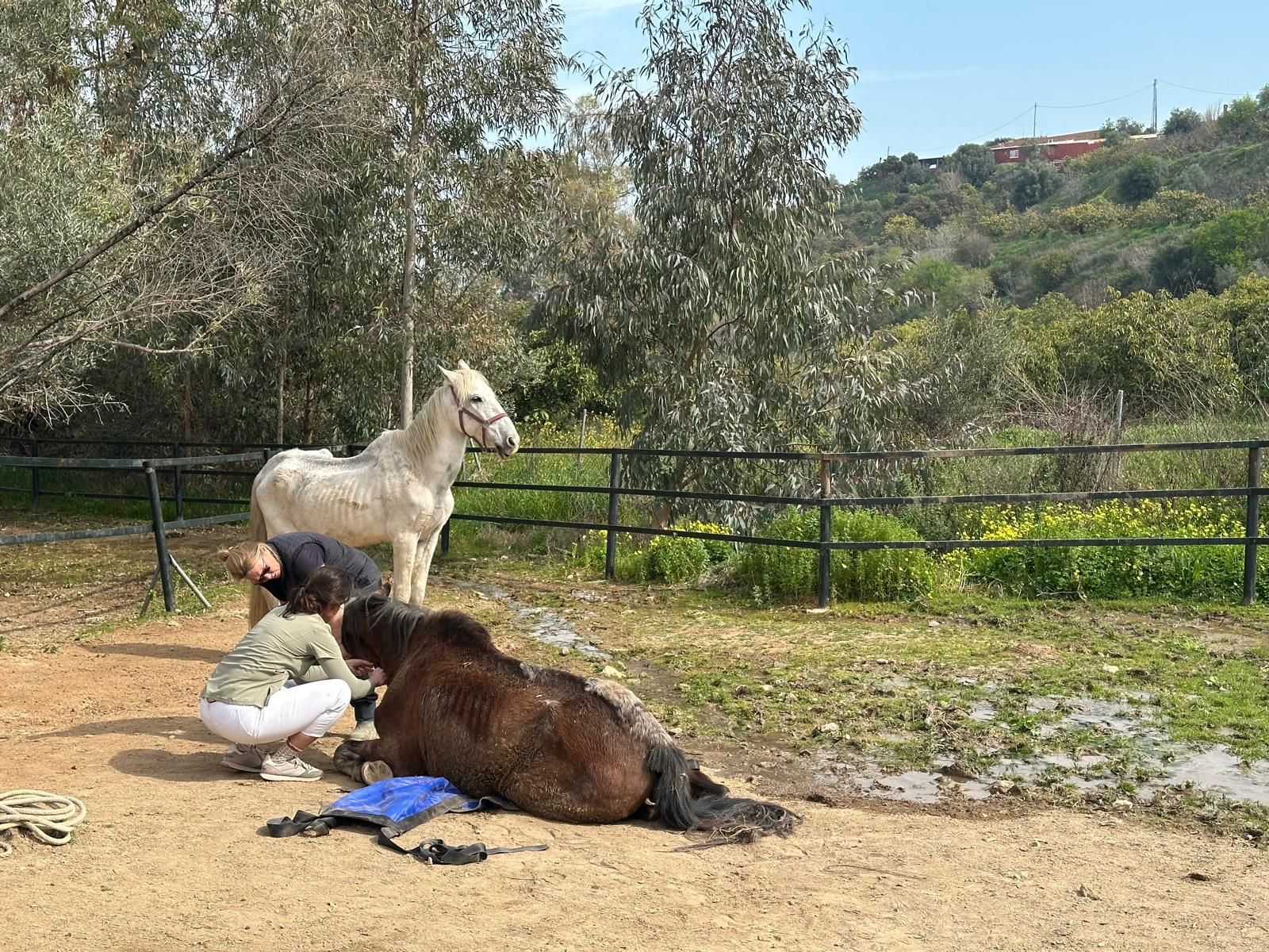 Rescatan en La Línea a nuevos caballos en situación de extremo abandono tras años de intervenciones