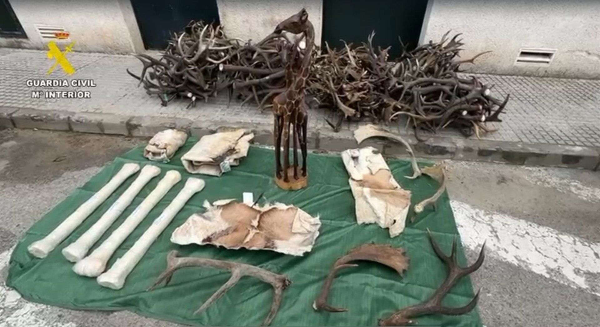 La Guardia Civil intercepta 150 kilos de cornamenta de ciervo, gamo y corzo en un coche que circulaba por la A-381 La Guardia Civil intercepta 150 kilos de cornamenta de ciervo, gamo y corzo en un coche que circulaba por la A-381