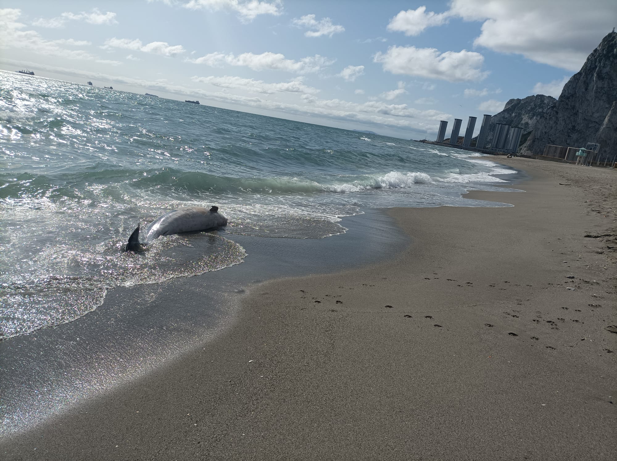 Aparece otro delfín muerto en la orilla de la playa de Levante en La Línea