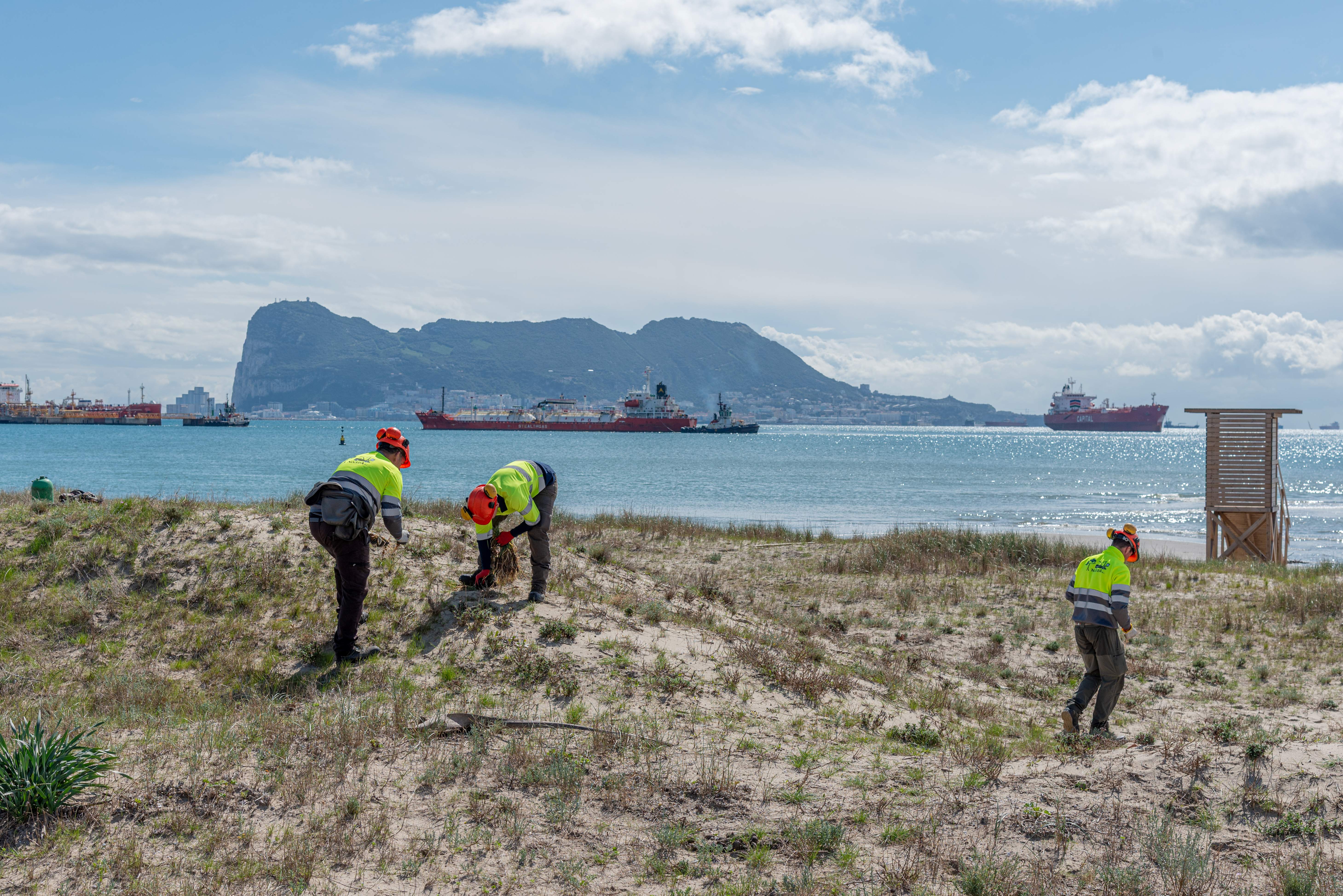 La APBA planta 50.000 ejemplares de especies dunares autóctonas atlánticas en Puente Mayorga y Guadarranque