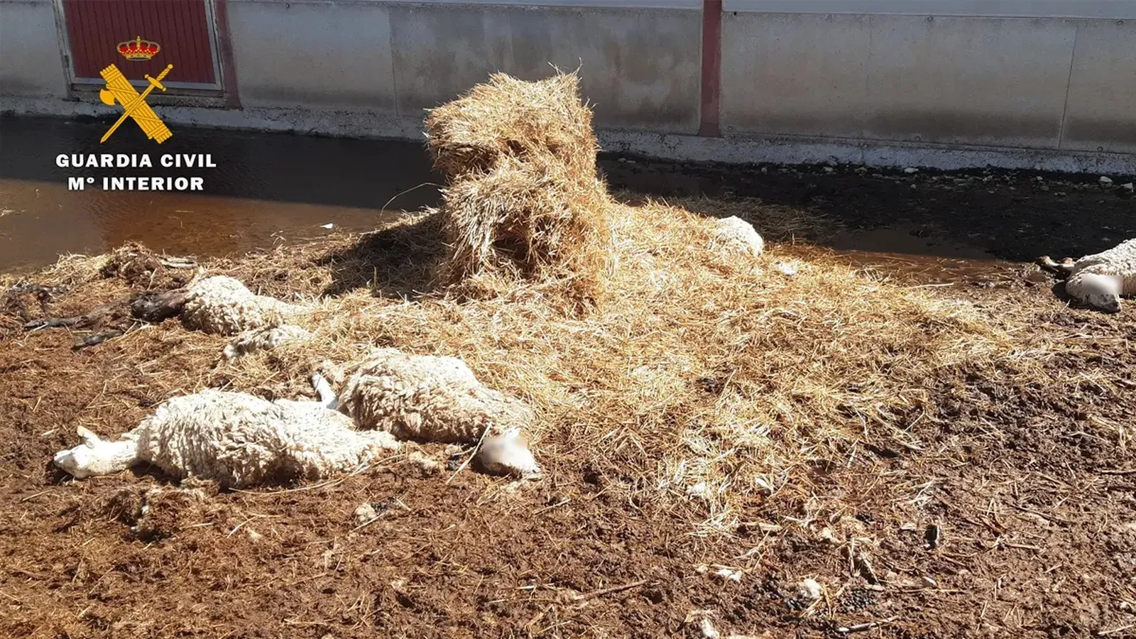 Investigan a un ganadero en San Roque por la muerte de una treintena de ovejas