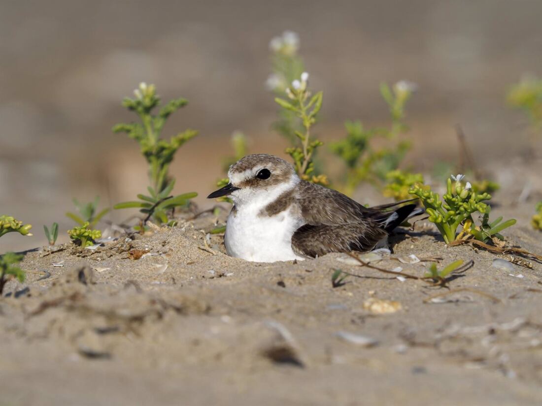 Imagen de archivo del chorlitejo patinegro. Un programa sobre la situación del chorlitejo patinegro en las playas llega a los colegios de La Línea Imagen de archivo del chorlitejo patinegro. Un programa sobre la situación del chorlitejo patinegro en las playas llega a los colegios de La Línea