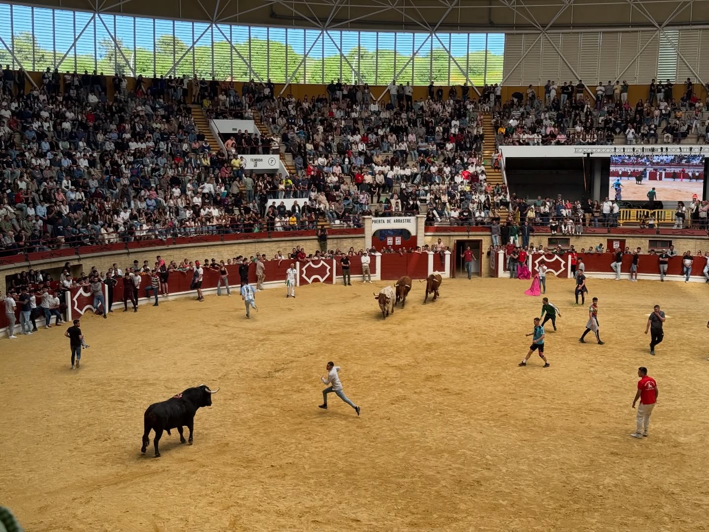 Gran ambiente en la primera jornada del Toro Embolao de Los Barrios / Foto: A.C (8Directo) Gran ambiente en la primera jornada del Toro Embolao de Los Barrios / Foto: A.C (8Directo)