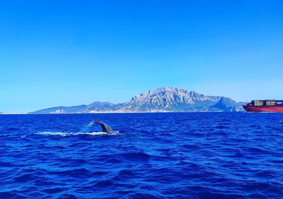 La UCA entrena una IA para escuchar cetáceos entre el ruido del Estrecho