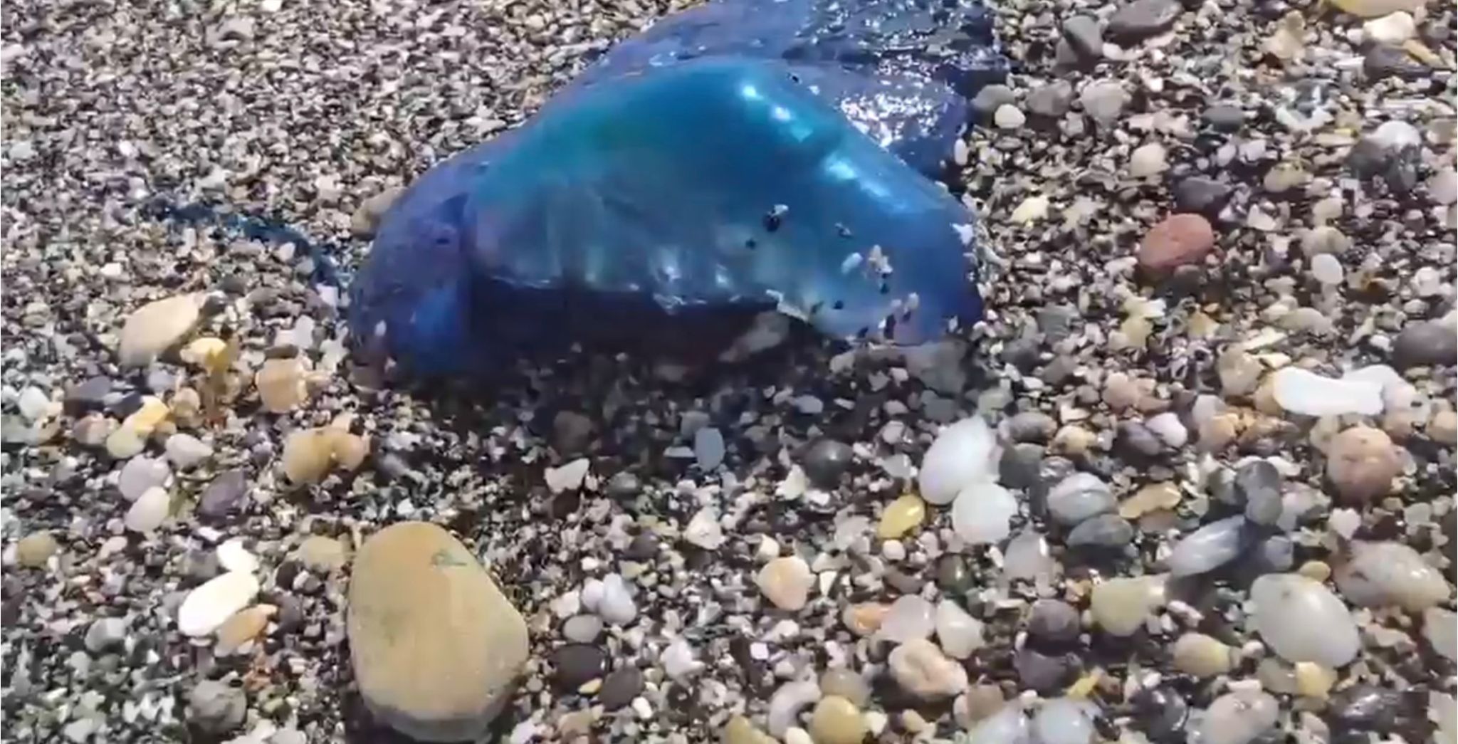 El azul que alerta en la orilla: la carabela portuguesa llega a La Alcaidesa