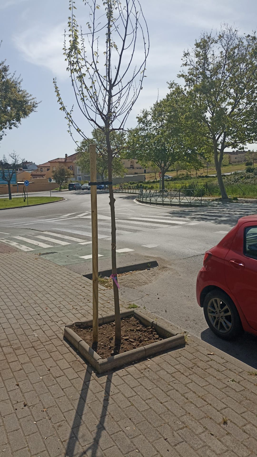 El Ayuntamiento de Algeciras refuerza la plantación de arbolado para recuperar zonas afectadas por el temporal