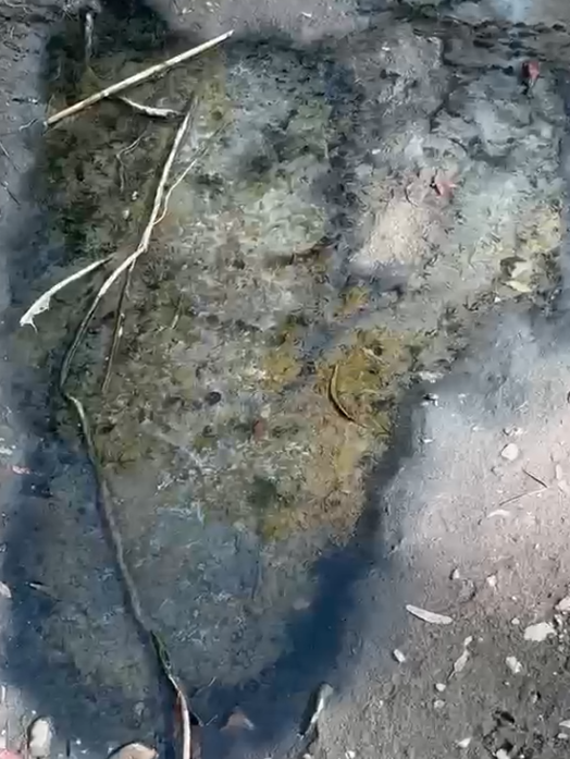 Verdemar denuncia nuevos vertidos sin depurar en el río Guadiaro