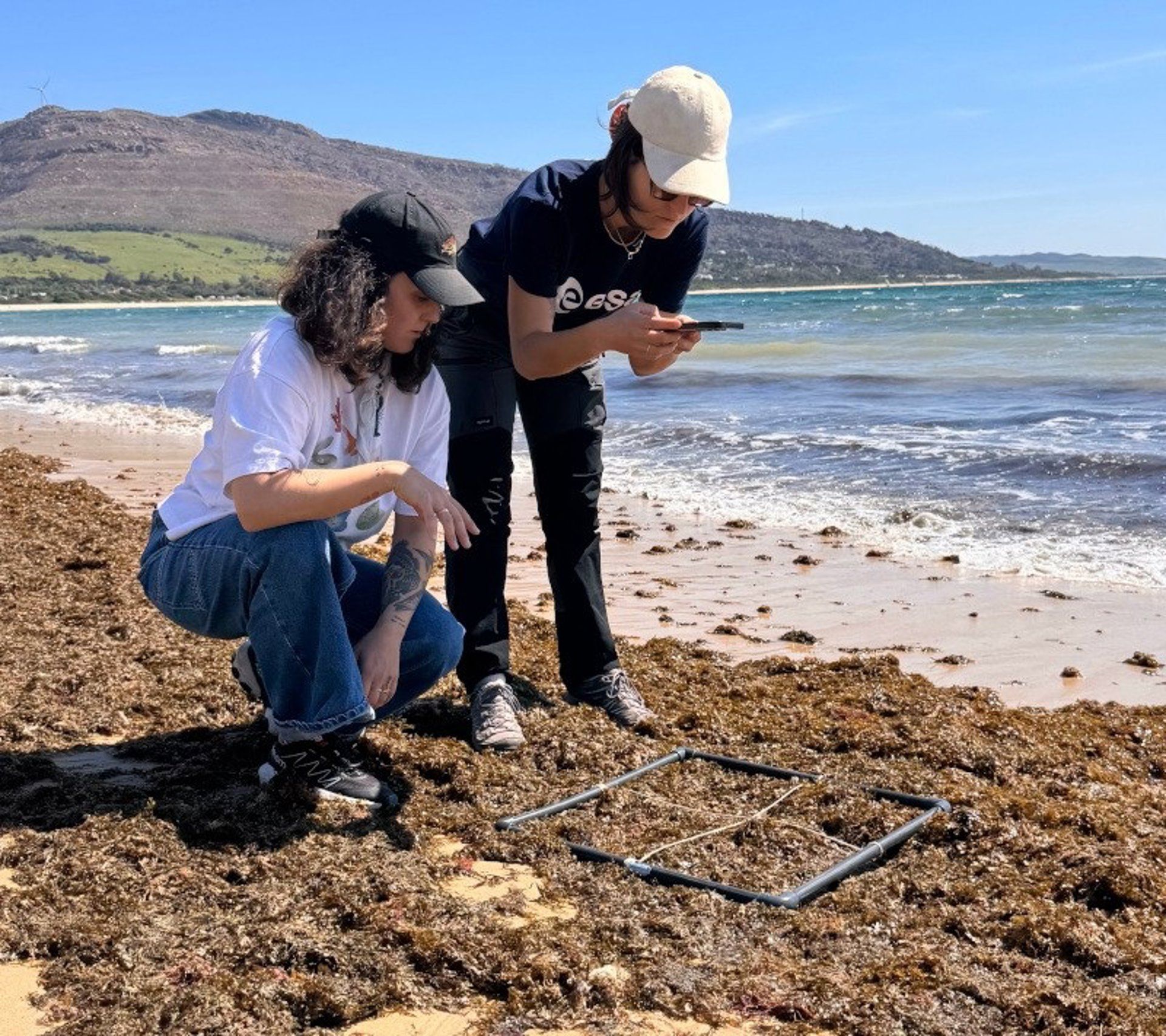 Un proyecto impulsará el primer mapa ciudadano sobre alga asiática y cangrejo azul en la costa andaluza - JUNTA DE ANDALUCÍA 