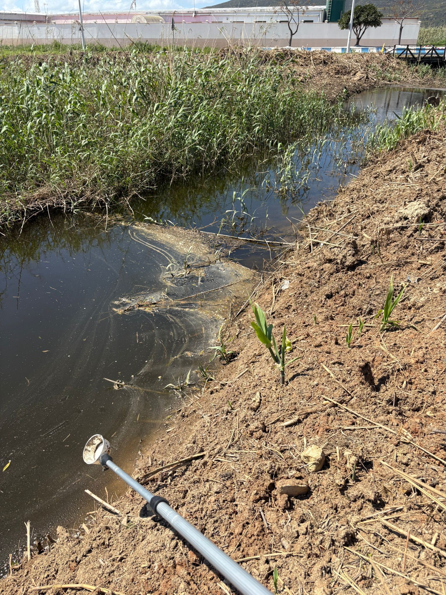 El Ayuntamiento refuerza la prevención y el control de mosquitos durante la primavera