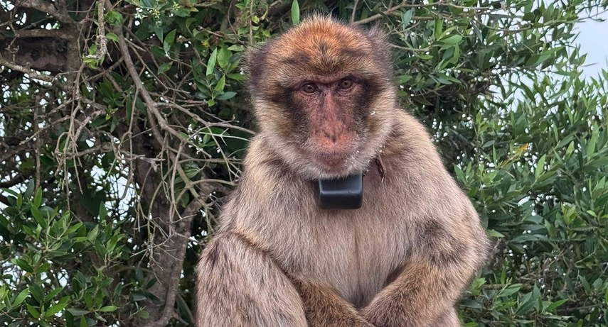 Imagen de un mono de Gibraltar con un collar con GPS. 