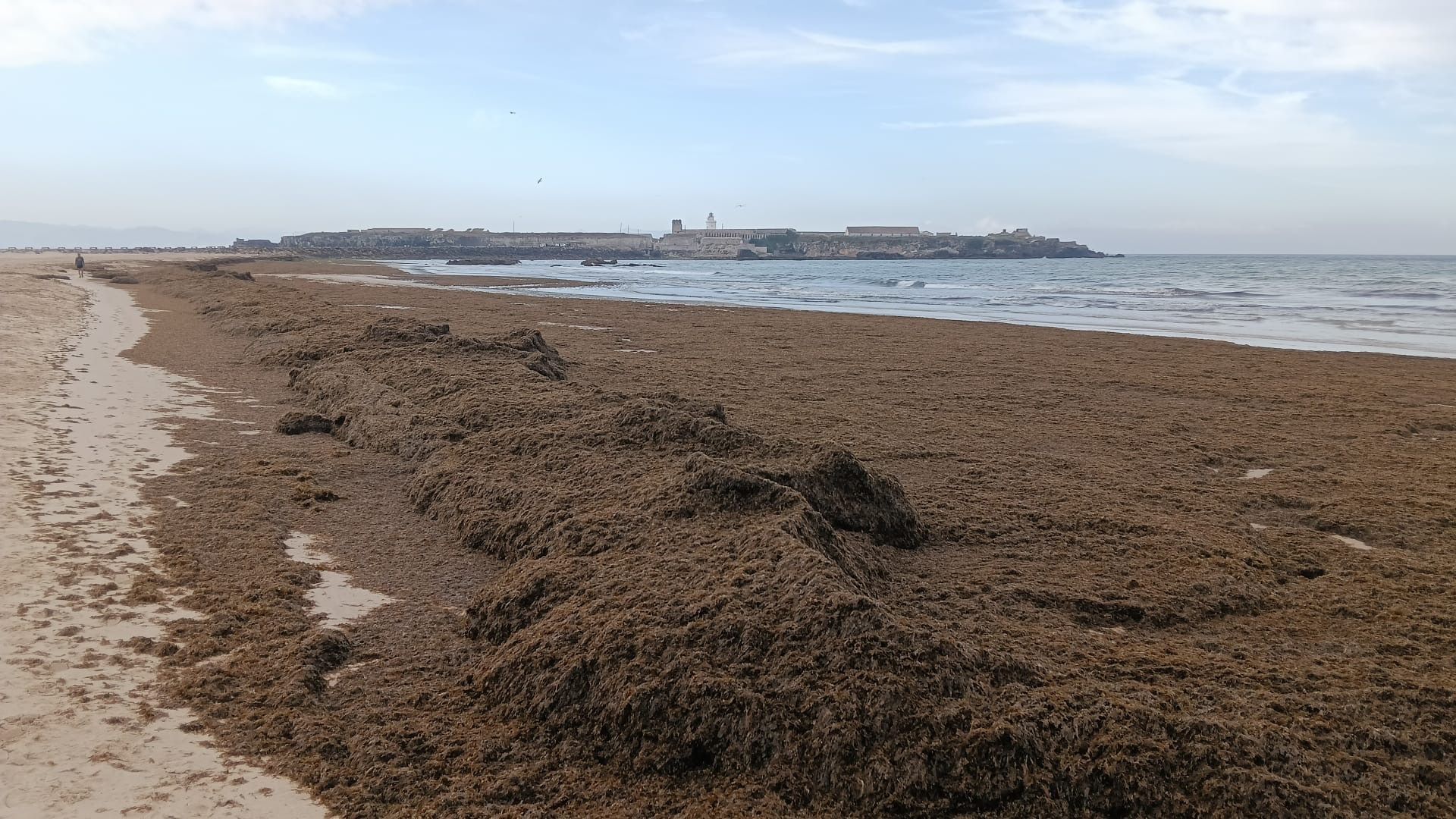 Diez años desde la detección del alga invasora en el Estrecho: un vertido biológico que sigue expandiéndose Diez años desde la detección del alga invasora en el Estrecho: un vertido biológico que sigue expandiéndose