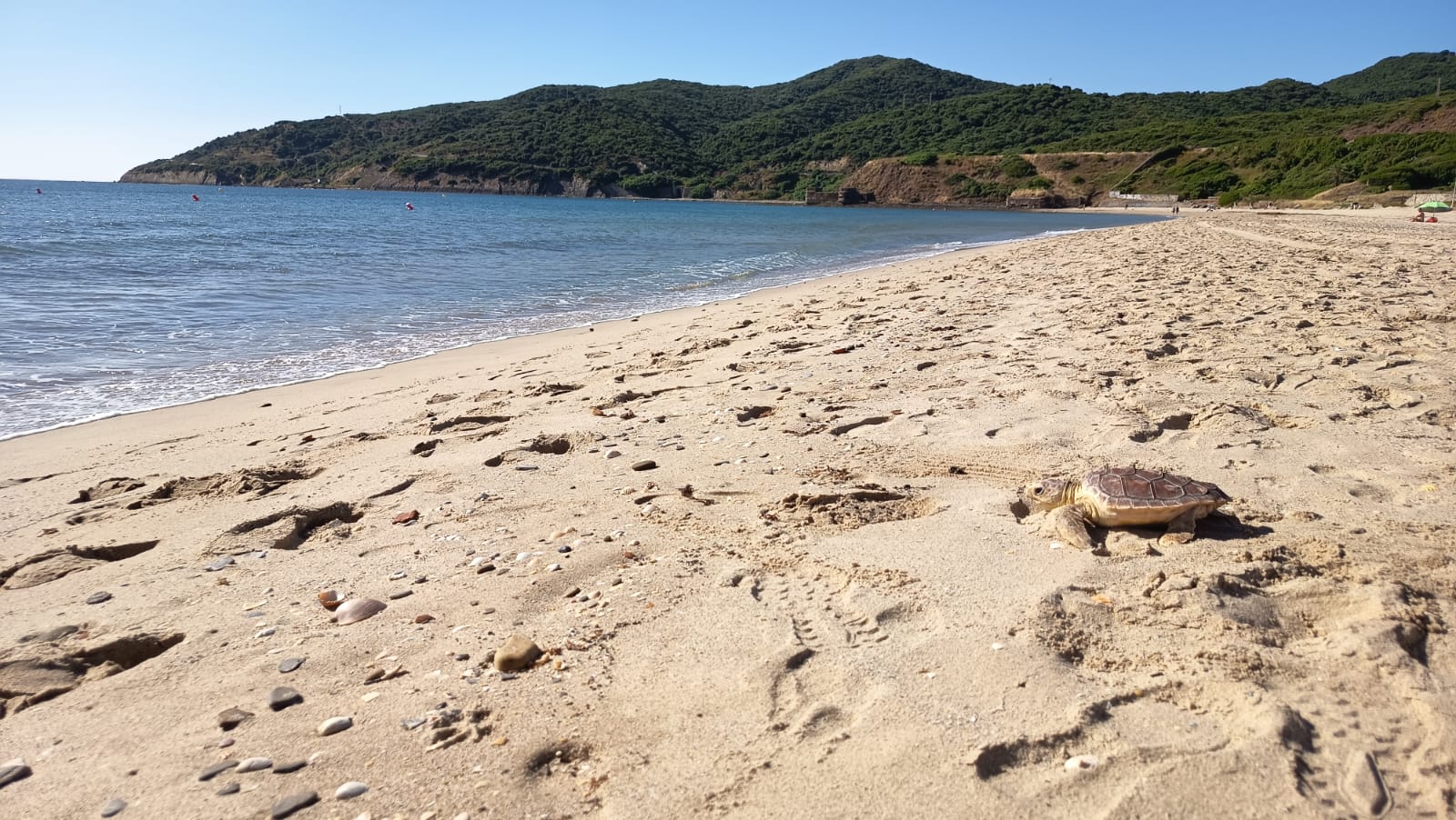 Getares devuelve al mar a 'Manuelita' y 'Bárbara', dos tortugas bobas rescatadas en el Campo de Gibraltar