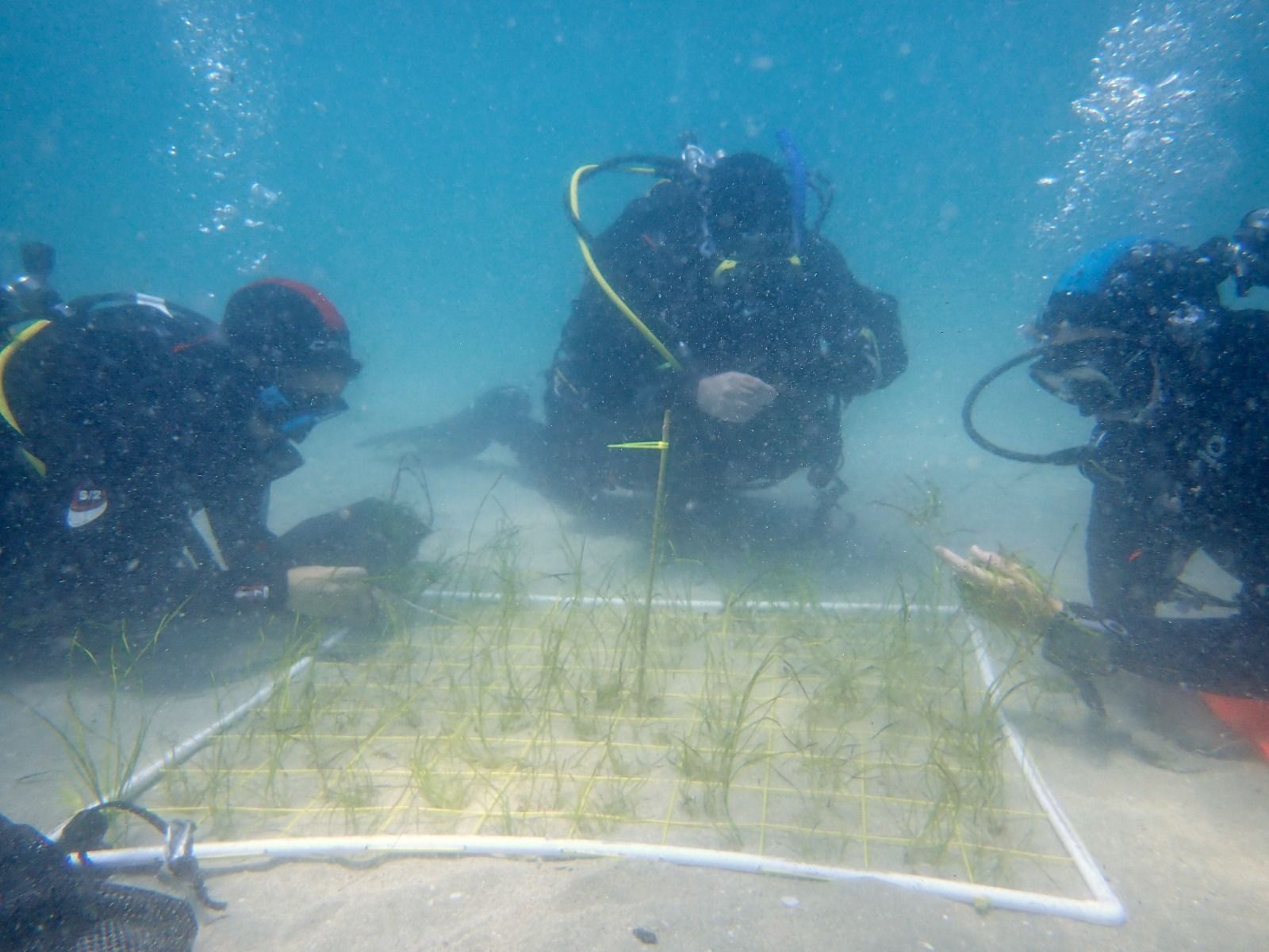 La Línea inicia las primeras plantaciones para recuperar praderas marinas en la bahía La Línea inicia las primeras plantaciones para recuperar praderas marinas en la bahía