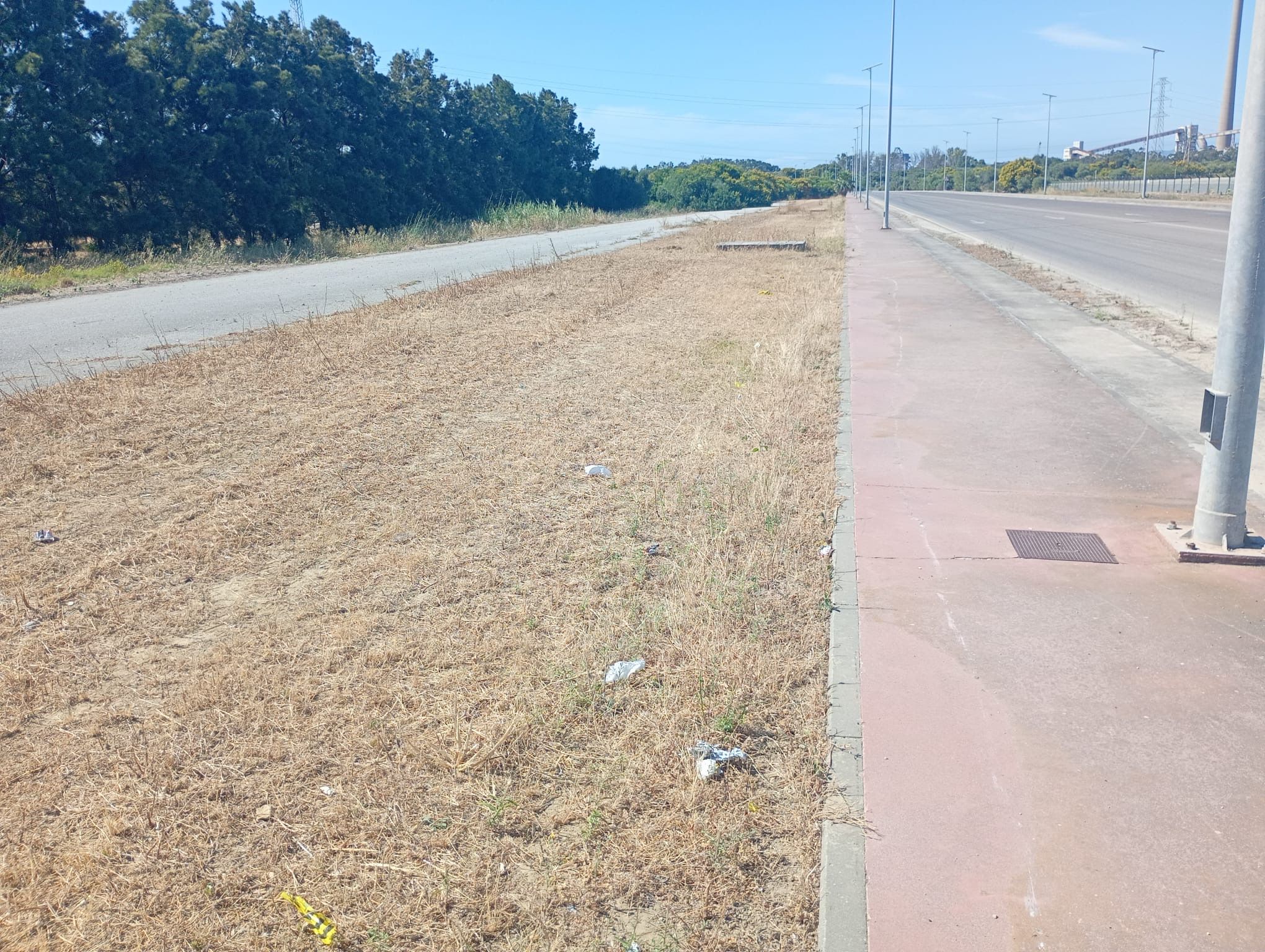 Verdemar denuncia la destrucción de más de 40 árboles plantados por estudiantes en Guadarranque Verdemar denuncia la destrucción de más de 40 árboles plantados por estudiantes en Guadarranque