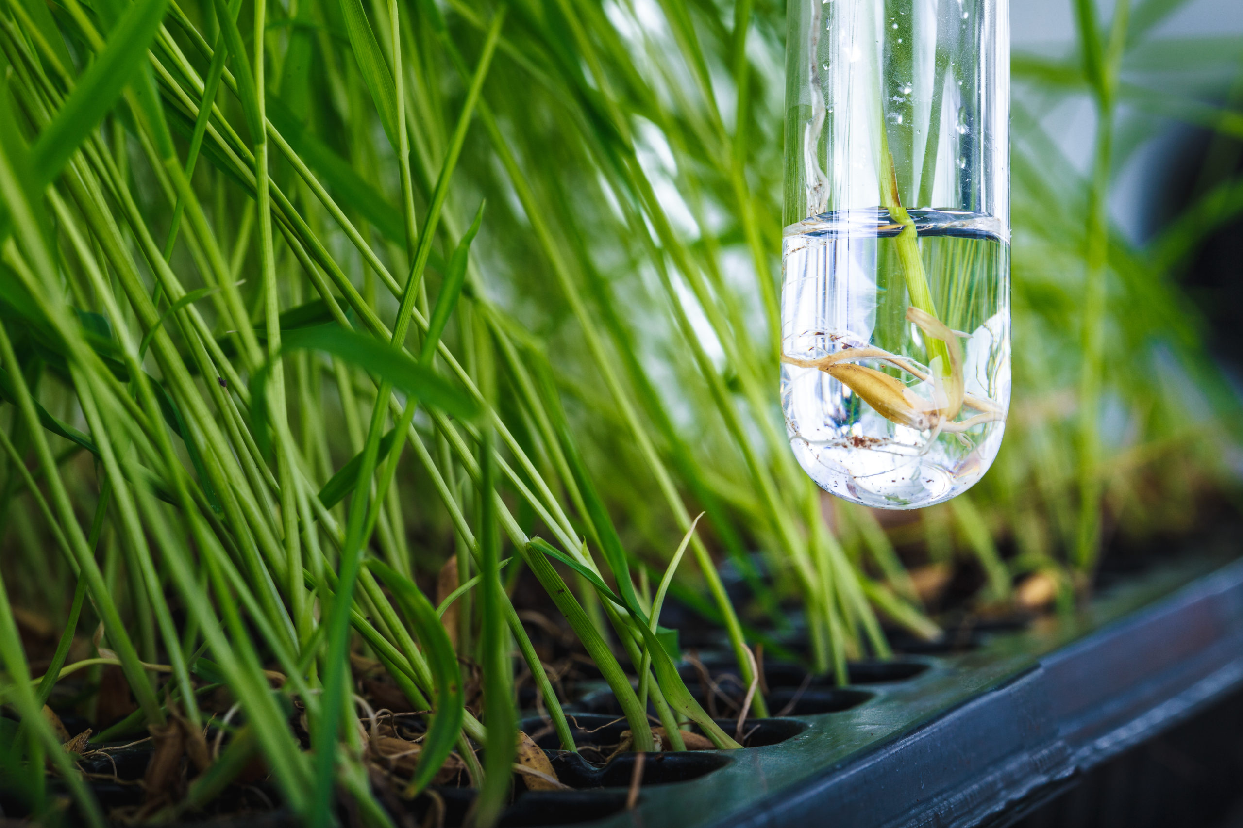 La UE aprueba las nuevas técnicas de edición génetica: así beneficiaran al medioambiente, la alimentación y nuestro bolsillo