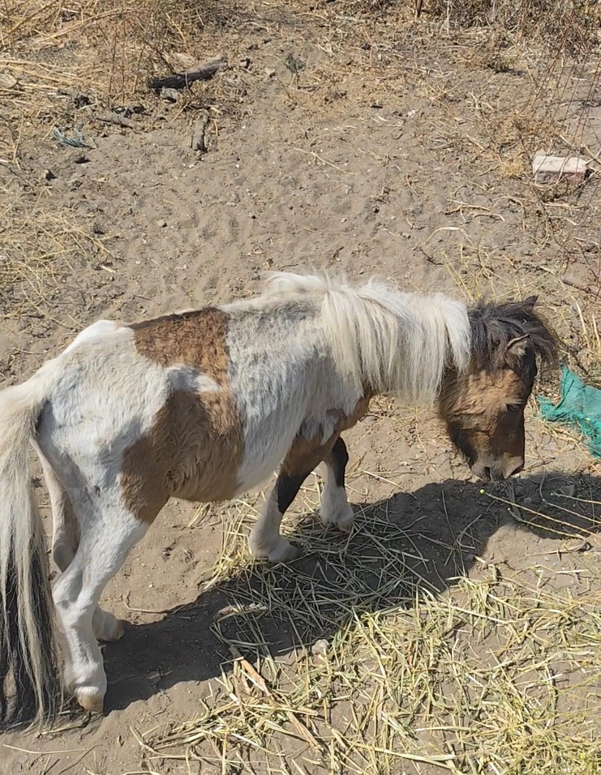La Policía Local de La Línea localiza un poni abandonado en una parcela de la carretera del Zabal