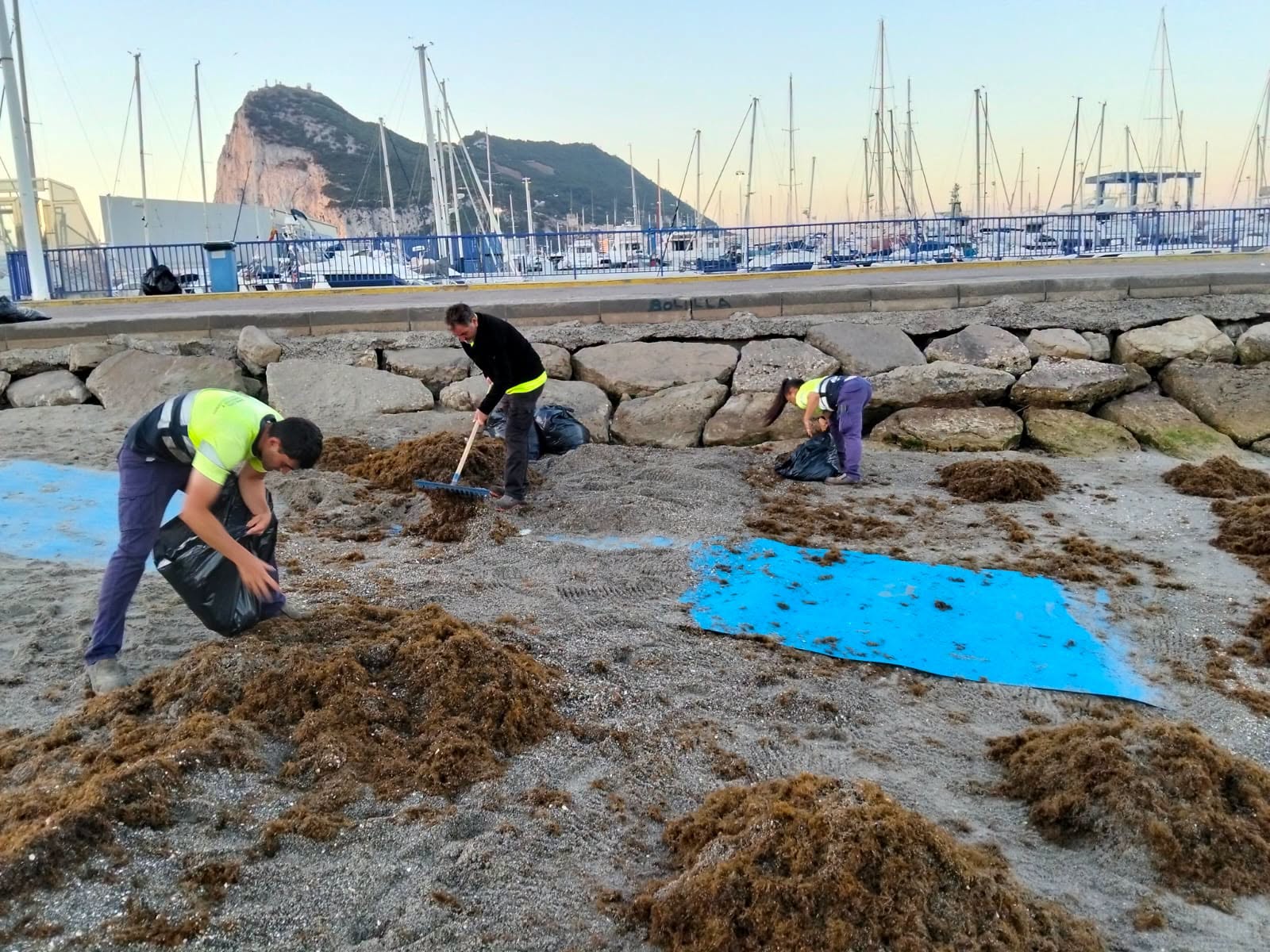 Retiran 50.000 kilos de alga invasora en la playa de Poniente de La Línea en la última semana