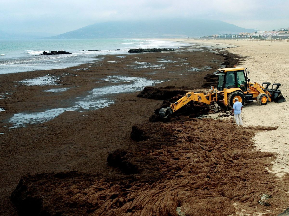 El alga invasora devora el Campo de Gibraltar: La solución puede estar en la genética del alga