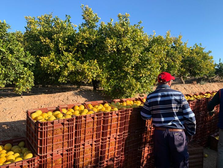 Recoleccion-Citricos