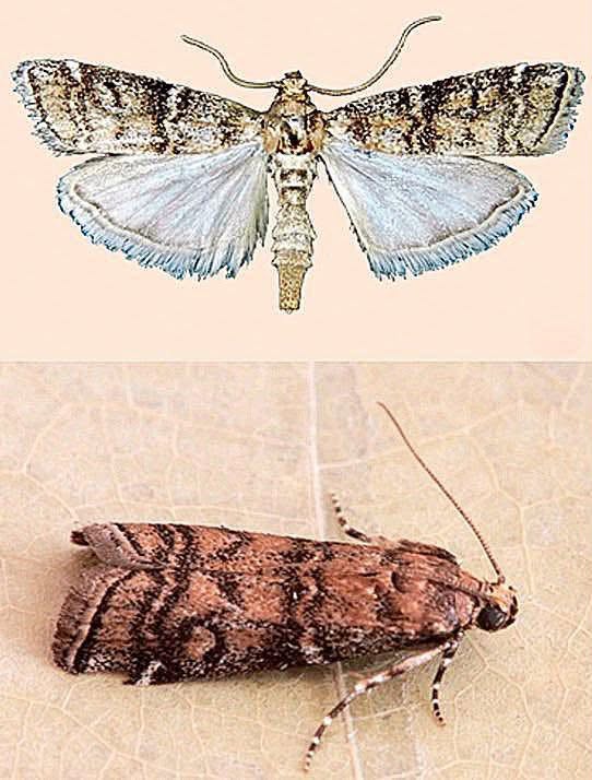 Un naturalista de Los Barrios descubre una nueva especie de mariposa nocturna para la ciencia Un naturalista de Los Barrios descubre una nueva especie de mariposa nocturna para la ciencia