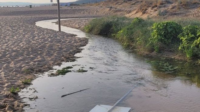 Las claves de la E. coli, la bacteria responsable del cierre de varias playas andaluzas este verano