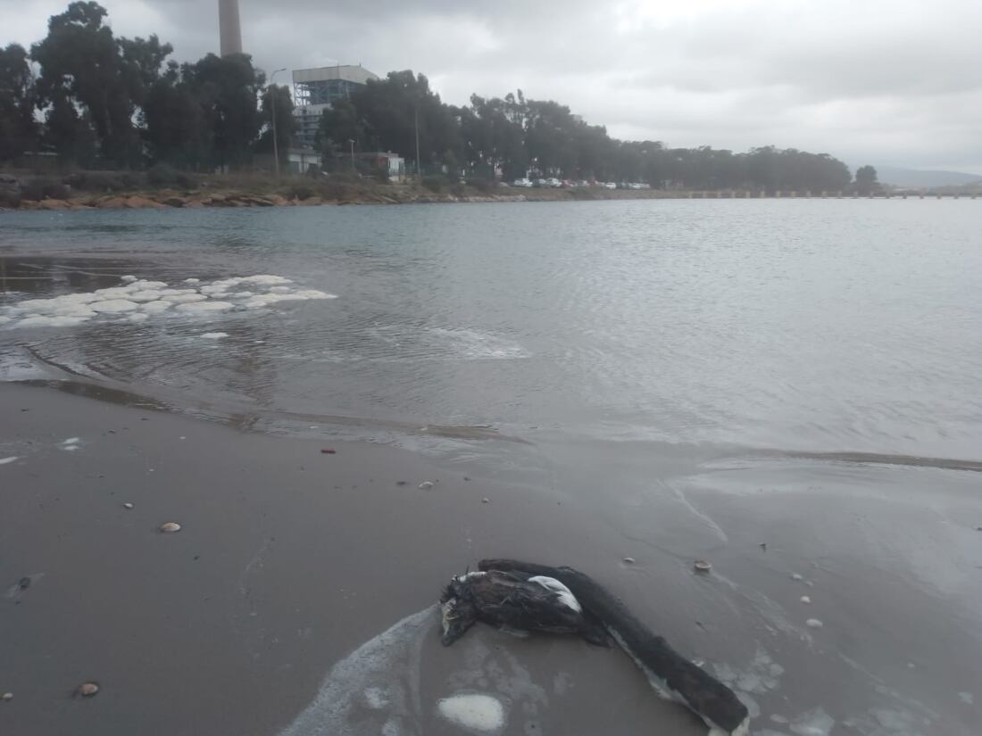 Una alca muerta en una playa de la comarca.