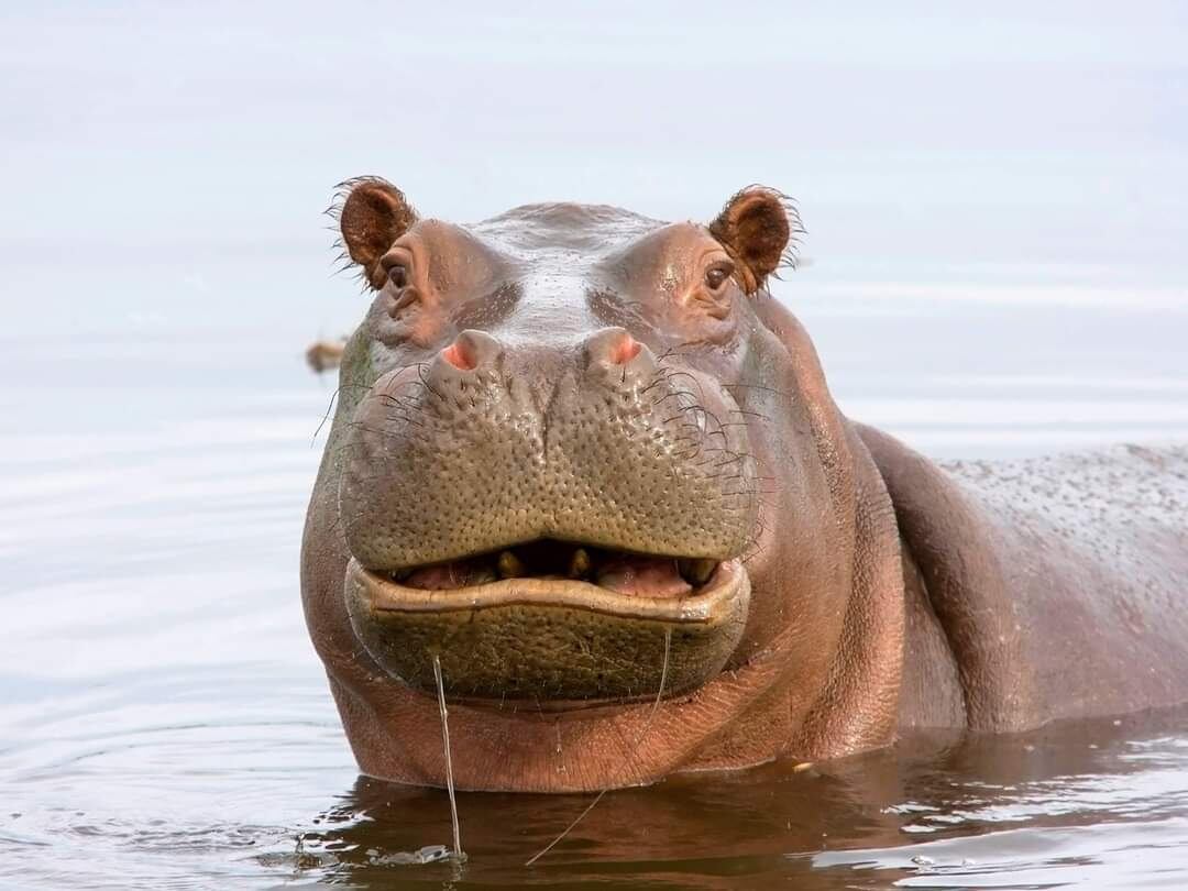 hipopotamo