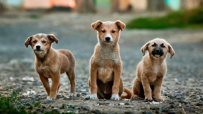 Perros callejeros. Imagen de archivo. Convocan un concurso de fotografía a fin de recaudar fondos para ayudar a animales callejeros de Castellar
