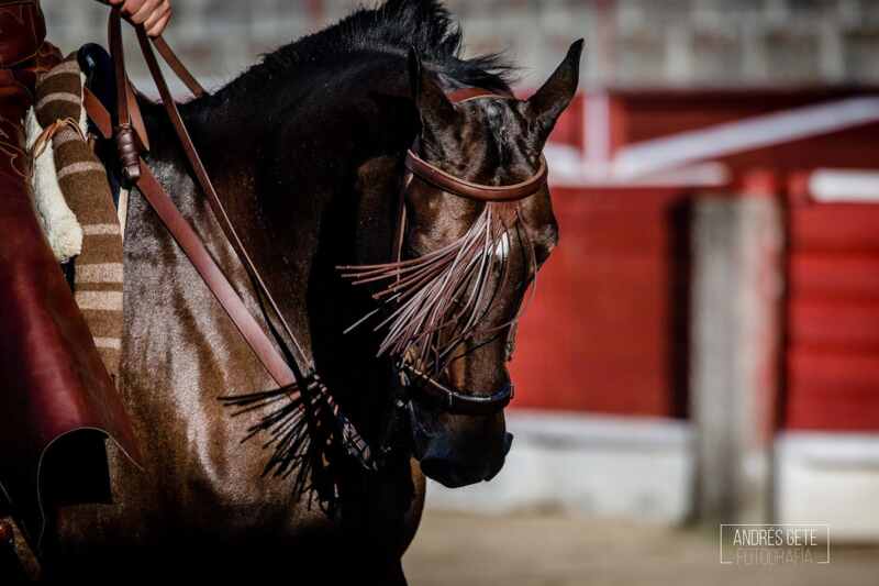 Doma_Vaquera_El_Espinar_Feria_Del_Caballo 02