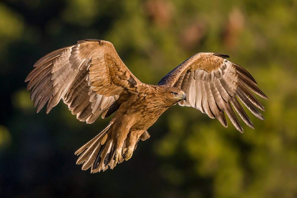 Andalucía acoge más del 20% de las parejas reproductoras de águila imperial ibérica de España y Portugal