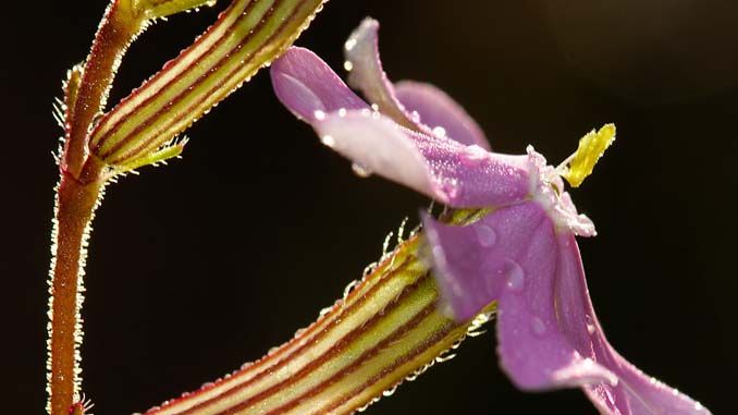 Silene mariana flor