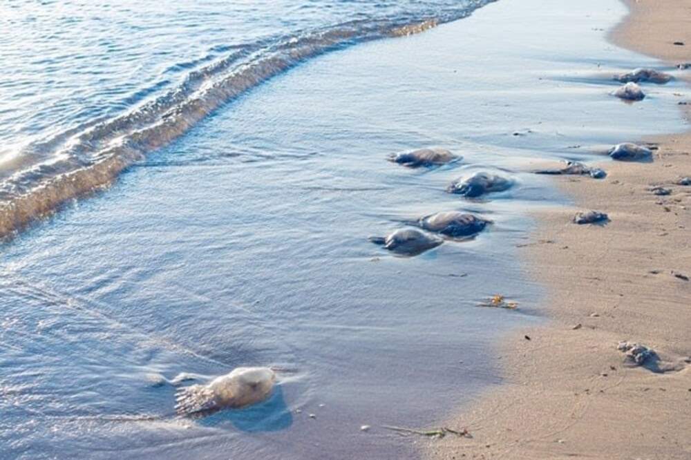 Llegada de medusas a la costa.