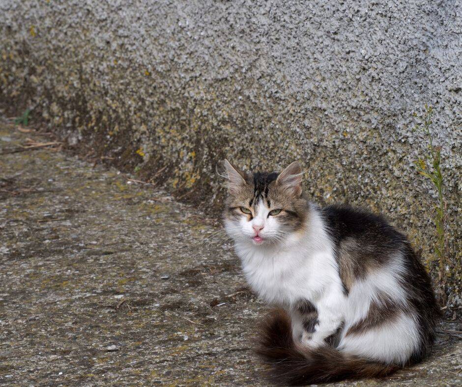 gato