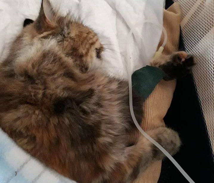 GATA VENENO GATA VENENO