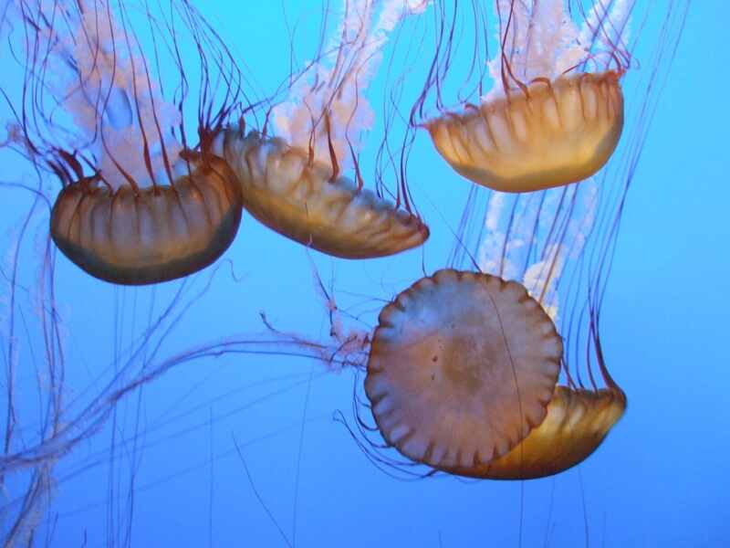 medusas medusas