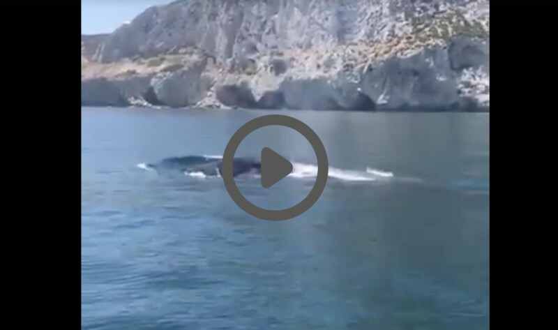 ballenas estrecho ballenas estrecho