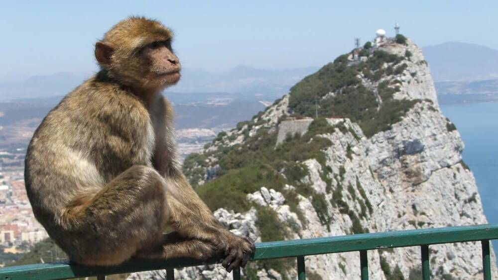 Macacos-de-Gibraltar-reciben-más-protección-¡Tocarlos-será-un-delito