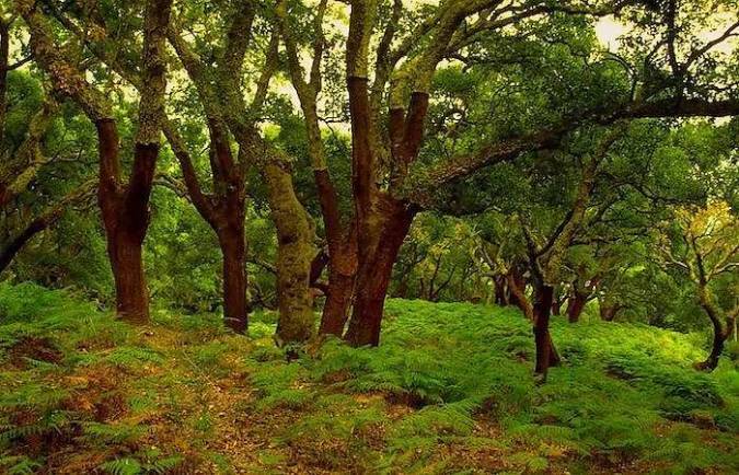 parque-natural-de-los-alcornocales-cadiz-4739-1